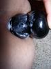 analplug1
